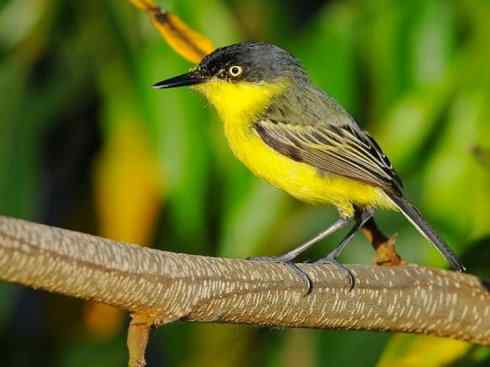 极品红色鸟类：朱红霸鶲