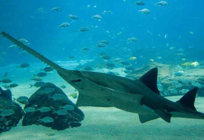 鱼类活化石：锯鳐