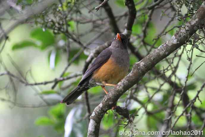 又撮一堆儿 wbr肯尼亚的鸟儿