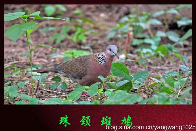 北京天坛公园的鸟类——珠颈斑鸠