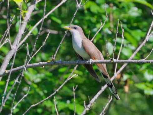 奇特的盔:大犀鹃 奇特的盔:大犀鹃