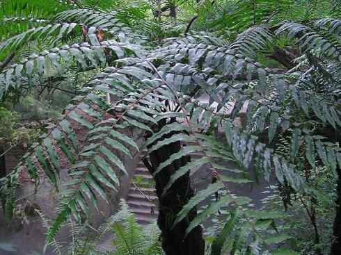 鱼类活化石:澳洲肺鱼 鱼类活化石:澳洲肺鱼