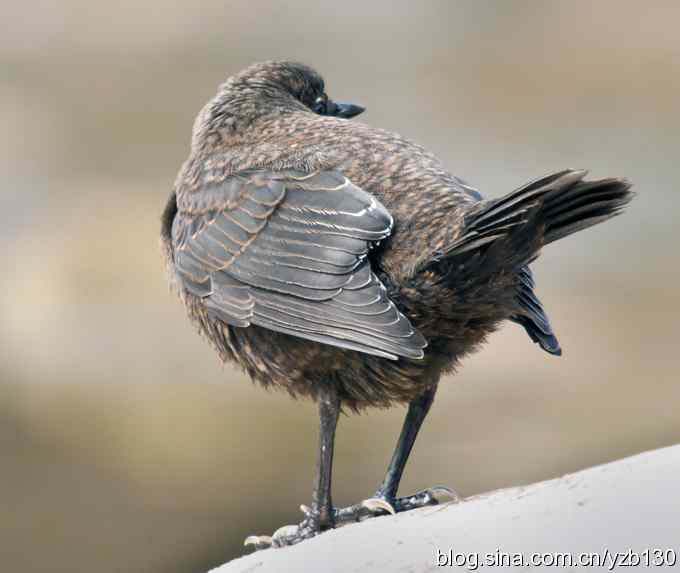 十渡首拍褐河乌