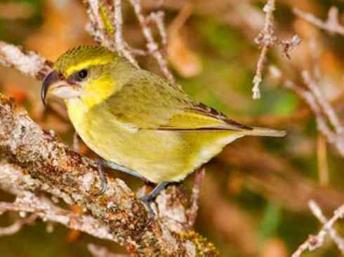 极品红色鸟类：镰嘴管舌鸟