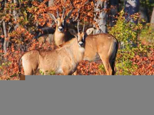 麒麟：传说的兽原型探秘（马羚）