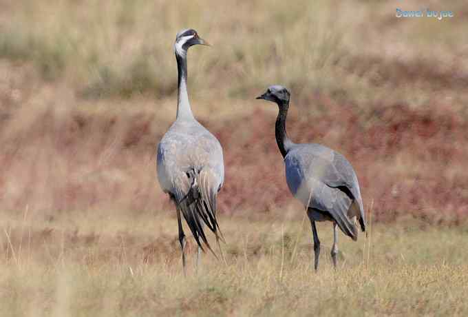 达里诺尔湖的蓑羽鹤 达里诺尔湖的蓑羽鹤