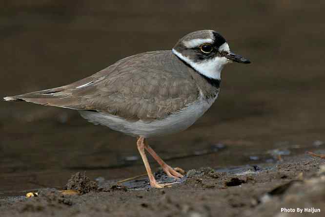 白河湾邂逅长嘴剑鸻
