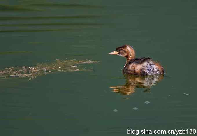 D80拍的小鸊鷉(组图,5张图片)