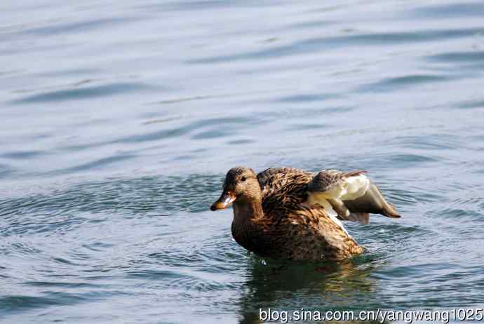 绿头鸭(2) 绿头鸭(2)