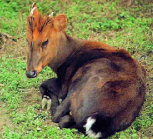 麒麟：传说的兽原型探秘（麂）