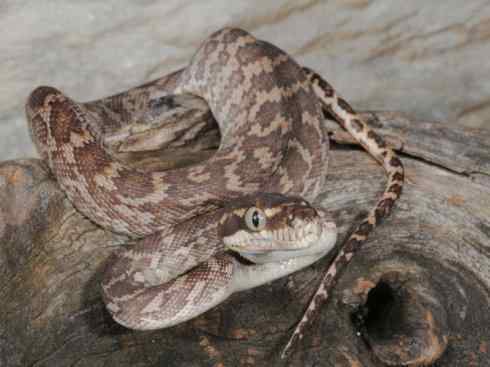 龙:传说的兽原型探秘(树蟒类) 龙:传说的兽原型探秘(树蟒类)