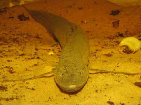 鱼类活化石：美洲肺鱼