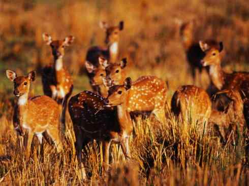 自然奇观：动物大迁徙(北美驯鹿长征)