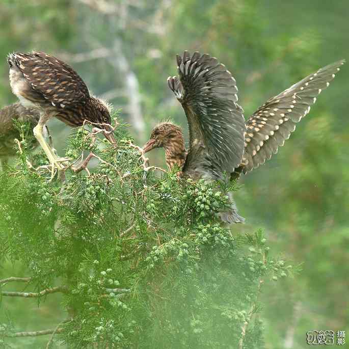 小白鹭与小夜鹭