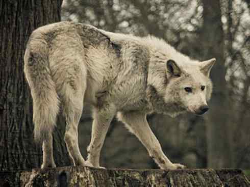 犬科:犬亚科犬属之郊狼、红狼 犬科:犬亚科犬属之郊狼、红狼