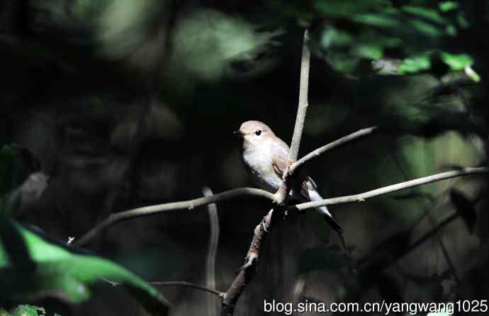 红喉姬鹟(17) 红喉姬鹟(17)