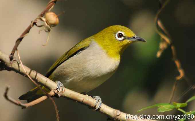 第一次遇到绣眼鸟（组图）
