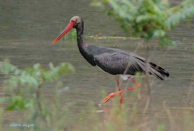 十渡的黑鹳和苍鹭