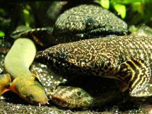 鱼类活化石：多鳍鱼