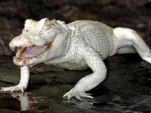 白虎:传说的兽原型探秘 白虎:传说的兽原型探秘