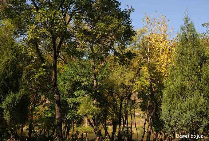 永定河湿地观鸟秋游