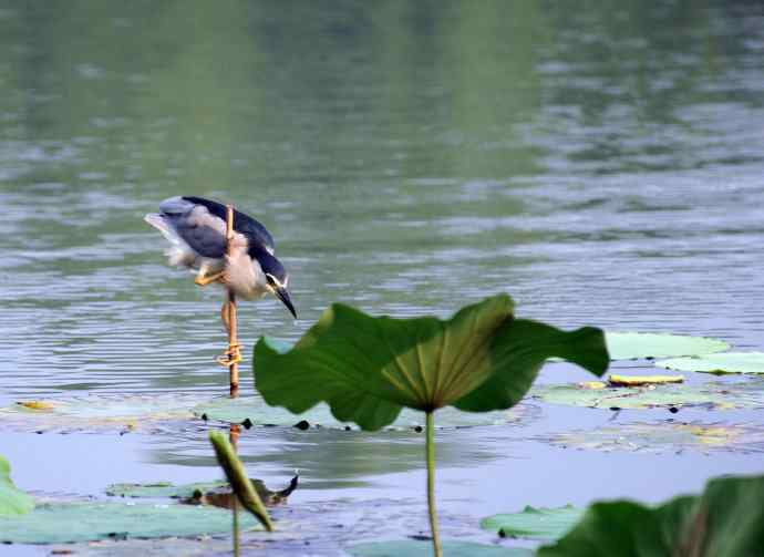 北海公园的夜鹭（呆版）1