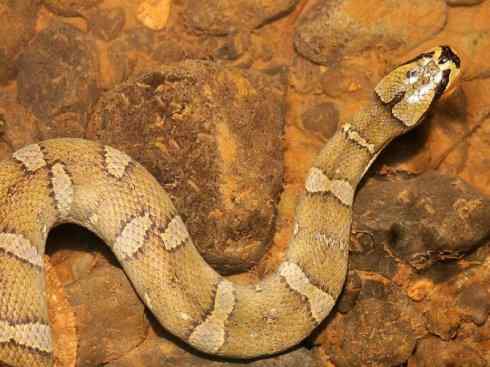 龙：传说的兽原型探秘（水蛇类）