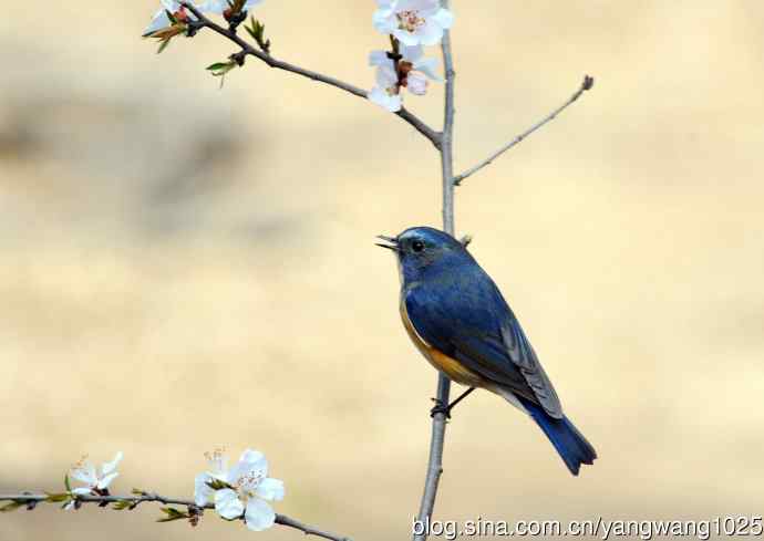 雄性红胁蓝尾鸲（5）