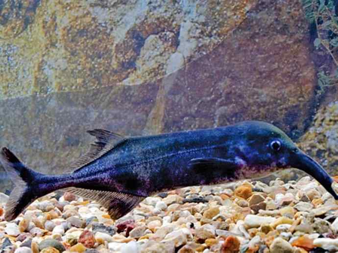 鱼类活化石：裸臀鱼