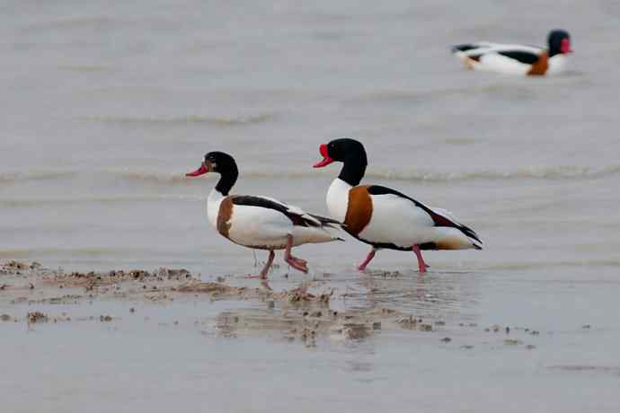 科尔沁湿地的翘鼻麻鸭 科尔沁湿地的翘鼻麻鸭