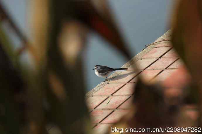 151.圣诞节送上12月份拍新鸟