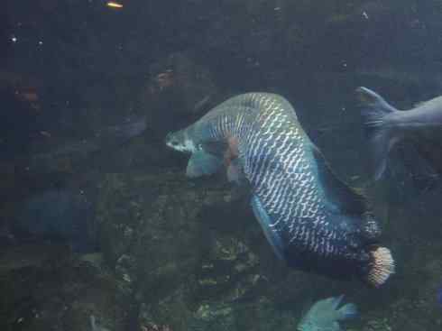 鱼类活化石：巨骨舌鱼