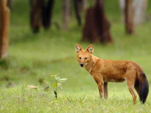 犬科：薮犬亚科豺属之豺