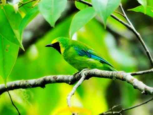 美丽无罪：雀鸟之叶鹎