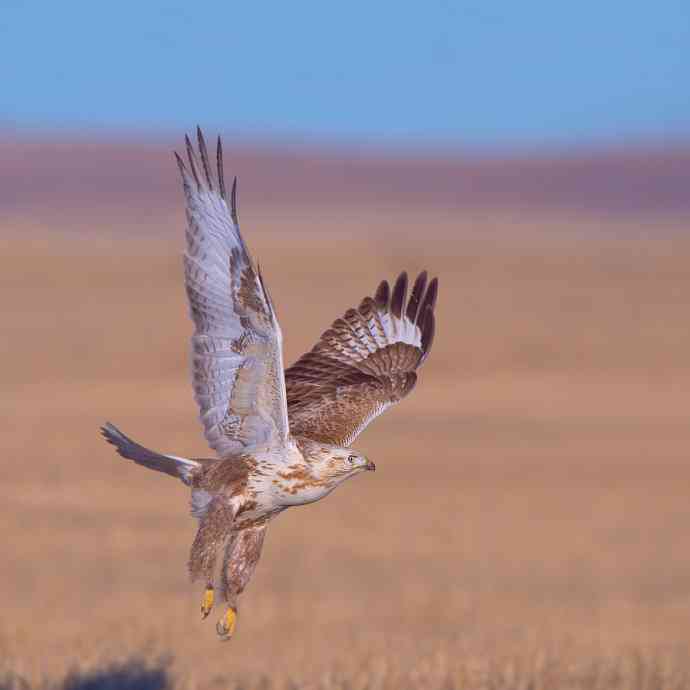 驹行千里追落日 wbr wbr醉美夕阳摄大雕