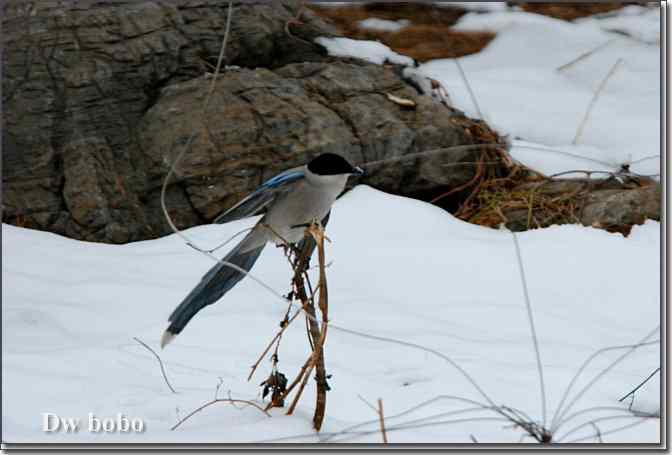 点击图片或使用键盘← →翻页