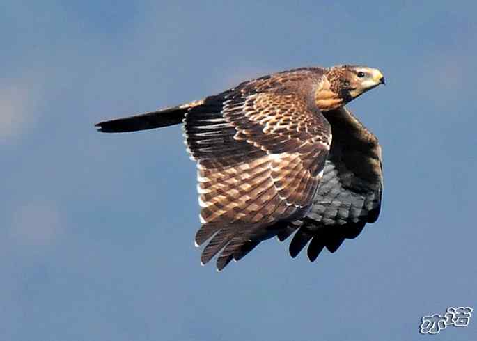 北京西山&nbsp;wbr路&nbsp;wbr黑耳鸢