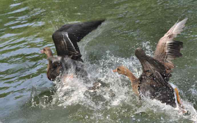 海鸥与打架的鸿雁