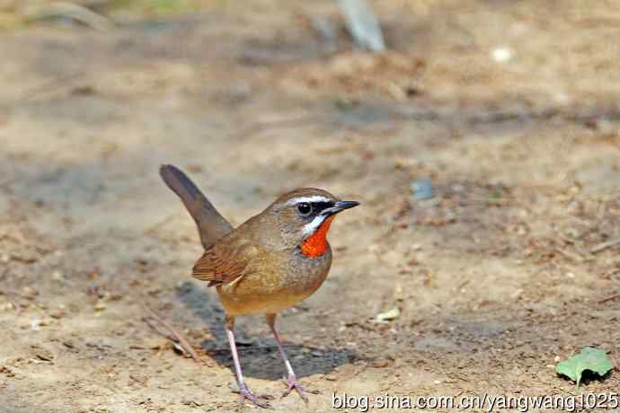 雄性红喉歌鸲（19）