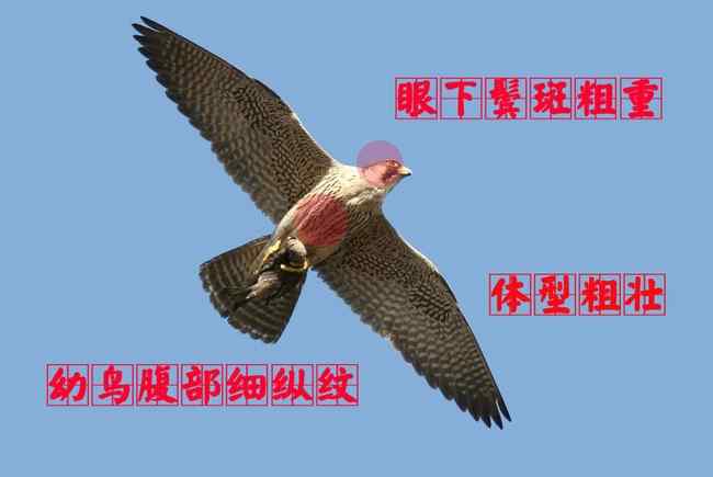 游隼幼鸟 猛禽大全——中国东部地区27种迁徙类猛禽辨识