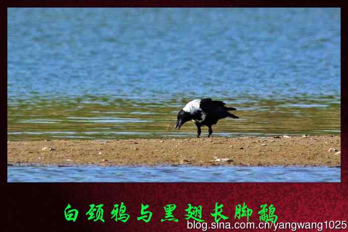 北京南海子公园的鸟类——白颈鸦与黑翅长脚鹬