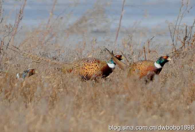 邂逅雉鸡群