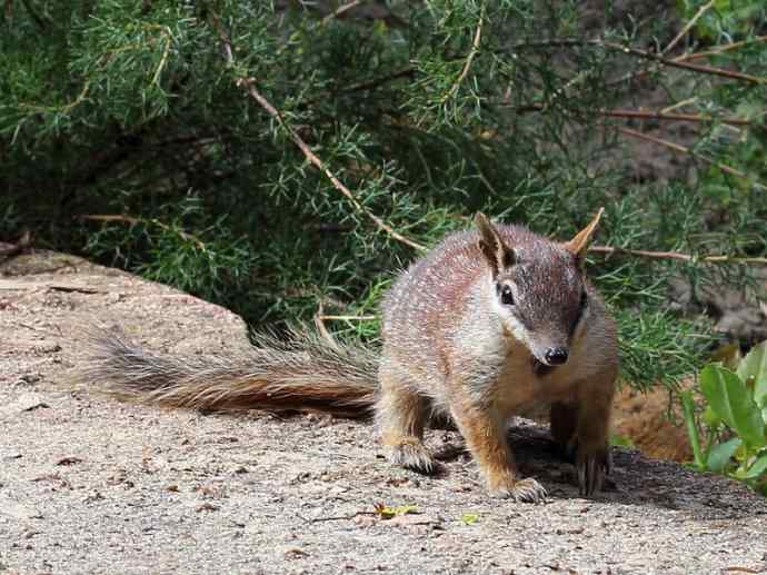 盘点十二大著名食蚁动物:袋食蚁兽 盘点十二大著名食蚁动物:袋食蚁兽