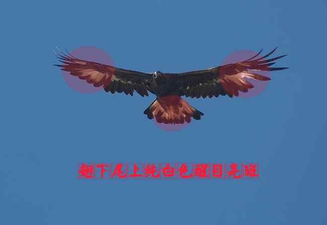 金雕幼鸟 猛禽大全——中国东部地区27种迁徙类猛禽辨识