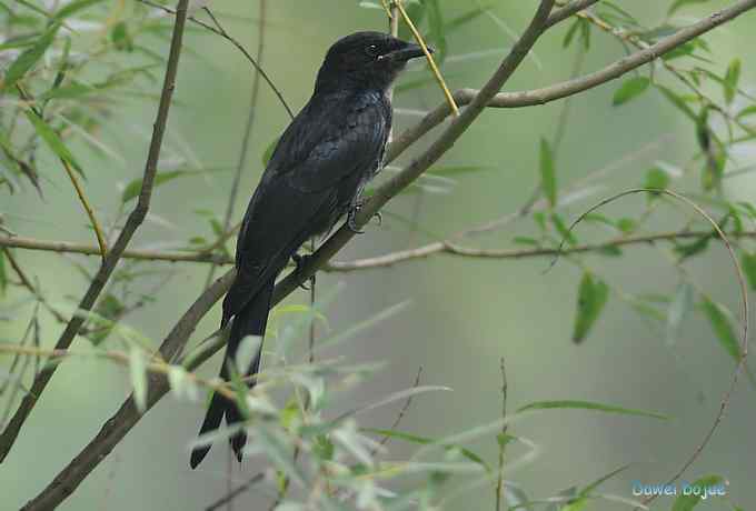黑卷尾和疑似灰暗鹃鵙（雌）