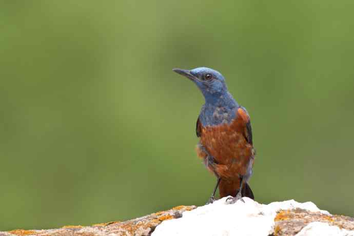 蓝矶鸫少年，父爱如山！