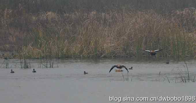 东花园观鸟生境记录