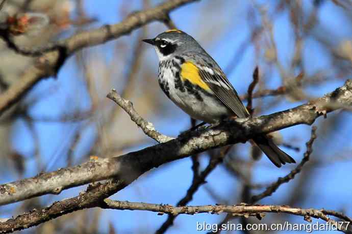 美国鸟类摄影——黄腰白喉林莺