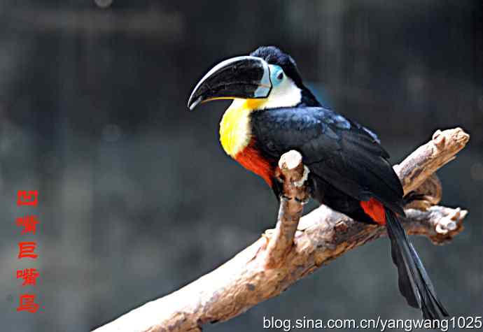 杂片(鸟儿) 杂片(鸟儿)