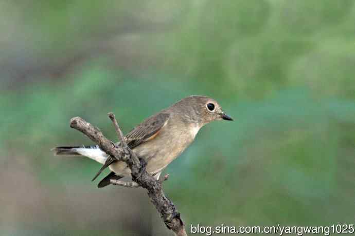 秋天的红喉姬鹟(1) 秋天的红喉姬鹟(1)